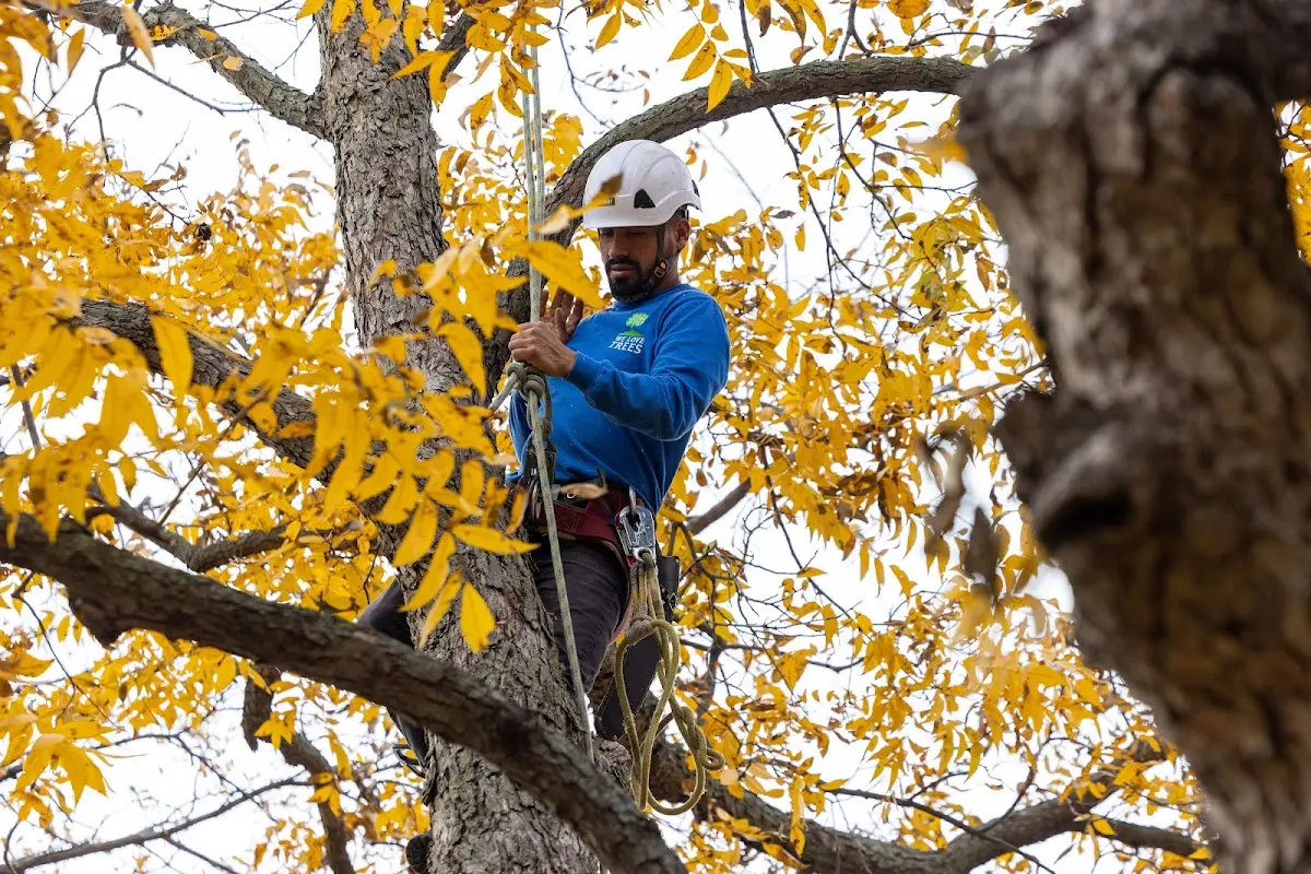 Skilled Tree Trimming crew working in Republic