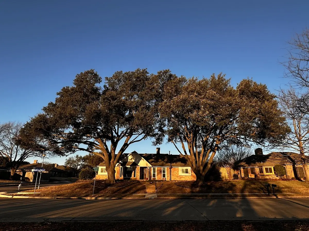 Established residential canopy tree shading a home in Republic